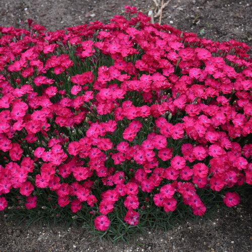 Dianthus, Paint the Town Red Dianthus