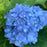 Hydrangea macrophylla 'Bailmer’  - Endless Summer® The Original Hydrangea