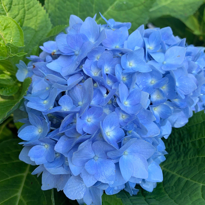 Hydrangea macrophylla 'Bailmer’  - Endless Summer® The Original Hydrangea