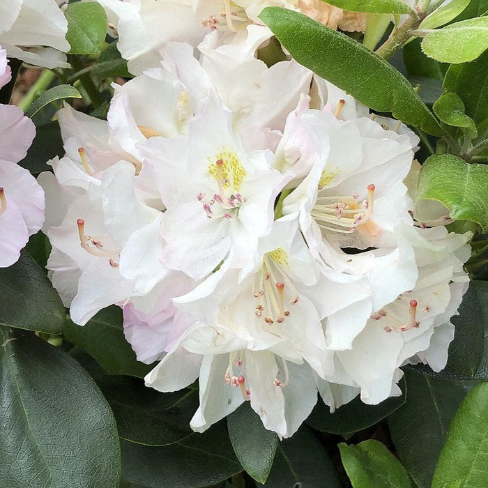 Rhododendron, White Catawba Rhododendron