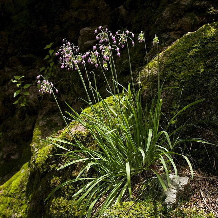 Allium, Nodding Onion