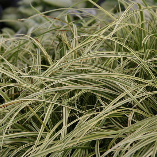Carex morrowii 'Silver Sceptre'  - Silver Sceptre Sedge