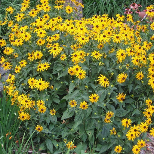Black Eyed Susan