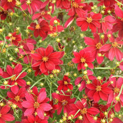 Coreopsis verticillata 'Scarlet Ribbons'  - Designer Threads™ Scarlet Ribbons Coreopsis