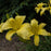 Hemerocallis 'Hyperion'  - Hyperion Daylily