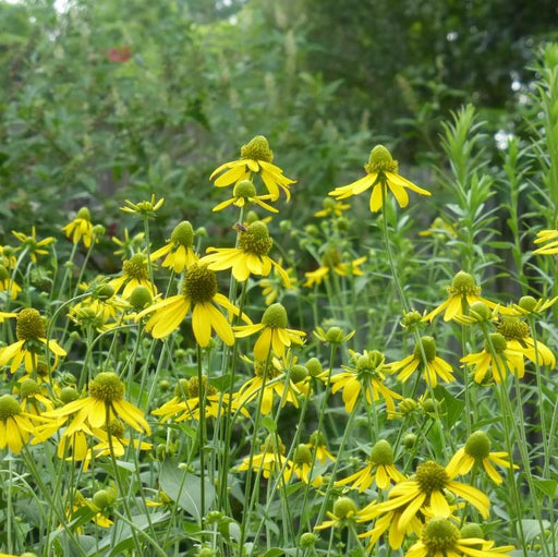 Coneflower, Cut-leaf Coneflower