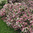 Weigela florida 'VUKOZGemini'  - Czechmark Trilogy® Weigela