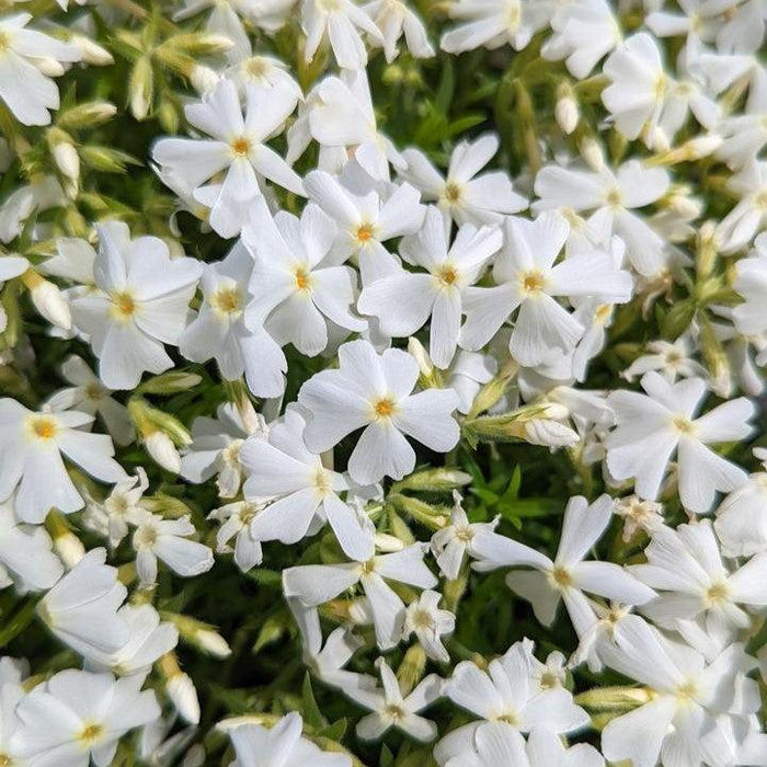 Phlox, Spring White Creeping Phlox