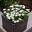 Delosperma, Jewel of Desert® Moonstone Ice Plant