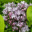 Syringa x hyacinthiflora 'Royal Purple'  - Royal Purple Lilac