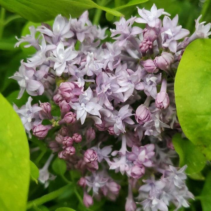 Syringa x hyacinthiflora 'Royal Purple'  - Royal Purple Lilac
