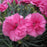 Dianthus, EverLast™ Orchid Dianthus