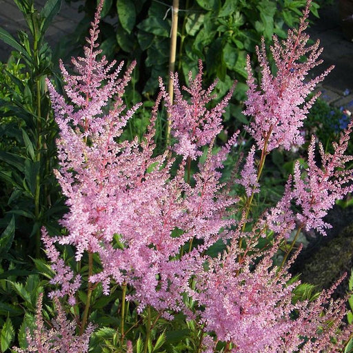Astilbe, Hennie Graafland Star Astilbe