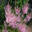 Astilbe, Hennie Graafland Star Astilbe