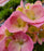 Hydrangea, Let's Dance Sky View® Reblooming Macrophylla Hydrangea