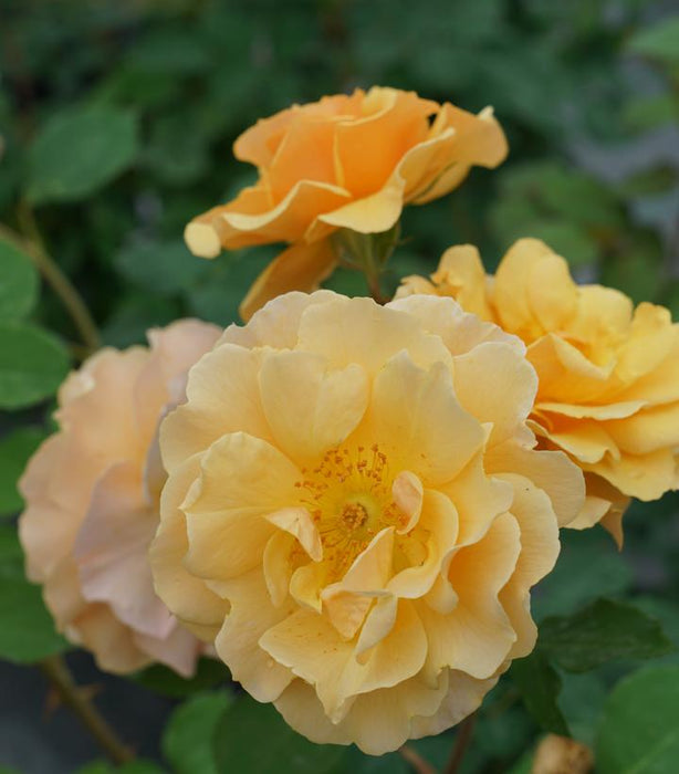 Rose, Rise Up Amberness® Mini Climber Rose,