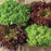 Organic Lettuce Plant, Curly Mini Leaf Salanova Foundation Collection - 4 pack