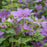 Clematis 'EviGsy151'  - Tumaini™ Clematis