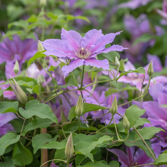 Clematis 'EviGsy151'  - Tumaini™ Clematis