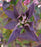 Hydrangea, Tuff Stuff Top Fun™ Mountain Serrated Leaf Hydrangea