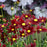 Coreopsis x 'Red Elf'  - Lil' Bang™ Red Elf Tickseed