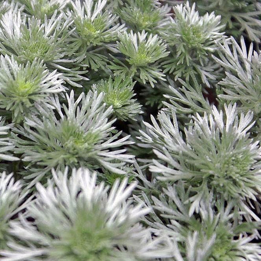 Artemisia schmidtiana 'Silver Mound'  - Silver Mound Wormwood, Ghost Plant