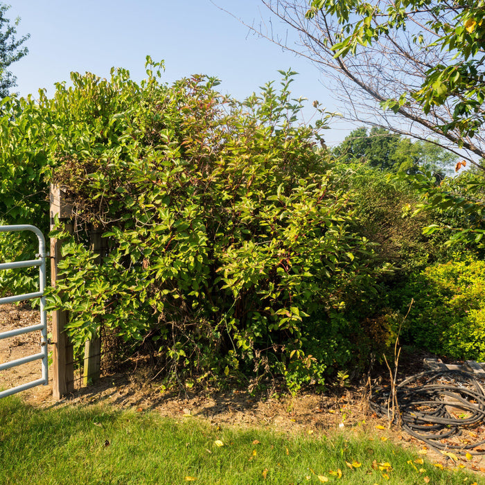 Cornus sericea 'Baileyi'  - Bailey Red Twig Dogwood