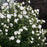Hibiscus syriacus 'Notwoodtwo'  - White Chiffon® Rose of Sharon