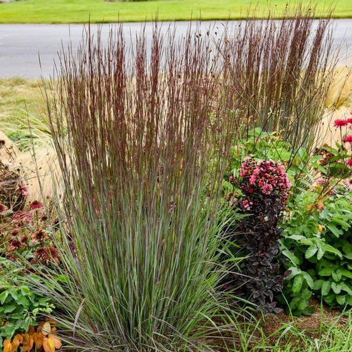 Grass, Cinnamon Sticks Little Bluestem