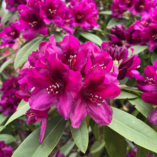 Rhododendron, Polarnacht Rhododendron