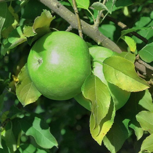 Apple, Granny Smith (Malus Granny Smith), 7 gal.
