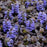 **CAN BE INVASIVE - DON'T ADD** Black Scallop Bugle Weed (Ajuga)
