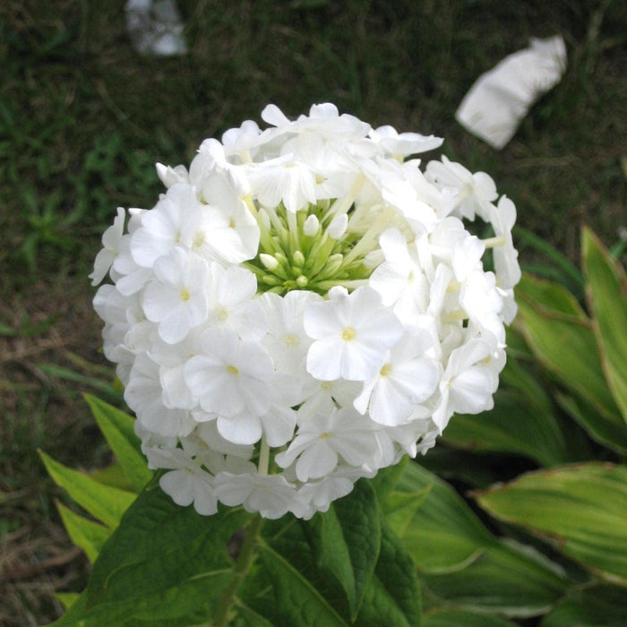 Phlox, Volcano White Phlox