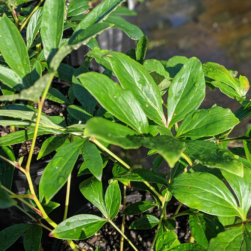 Paeonia lactiflora 'Sarah Bernhardt'  - Sarah Bernhardt Peony