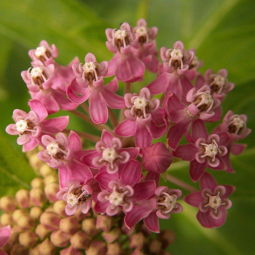Milkweed, Swamp Milkweed, Rose Milkweed