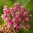 Milkweed, Swamp Milkweed, Rose Milkweed