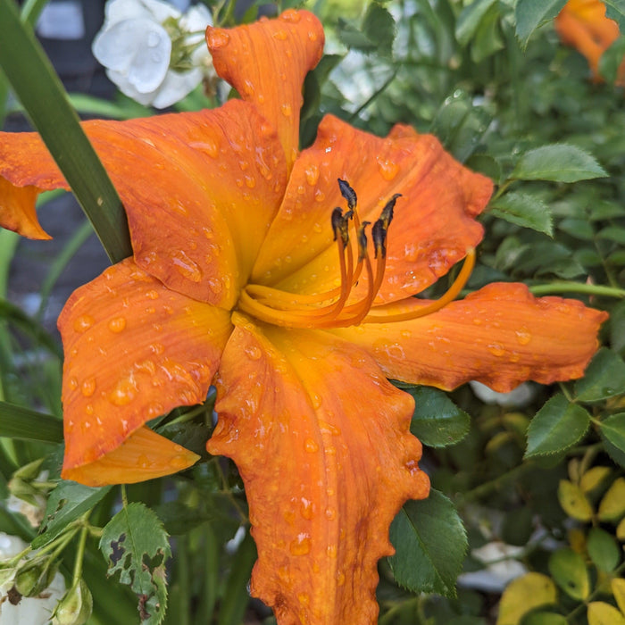 Daylily, Primal Scream Daylily