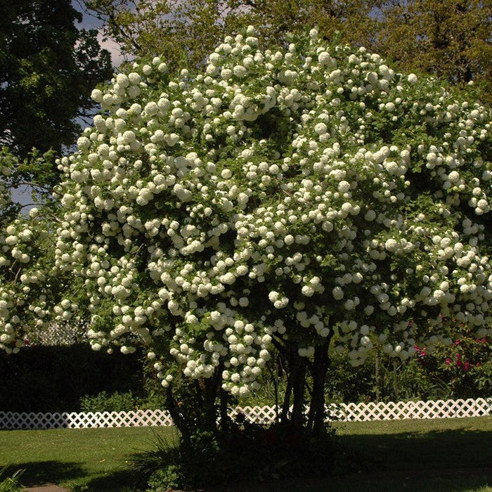 Viburnum, Snowball Viburnum