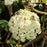 Viburnum, Allegheny Viburnum