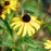 Black Eyed Susan, American Gold Rush Black-Eyed Susan