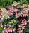 Hydrangea, Tuff Stuff Top Fun™ Mountain Serrated Leaf Hydrangea