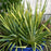 Yucca filamentosa 'Color Guard'  - Color Guard Adam's Needle, Yucca
