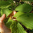 Hamamelis x intermedia 'Arnold Promise'  - Arnold Promise Witch Hazel