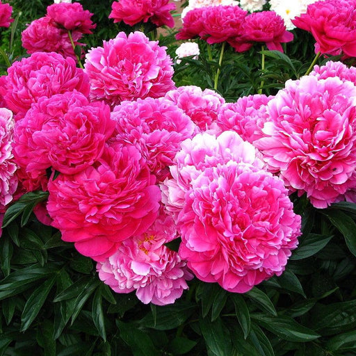 Paeonia lactiflora 'Kansas'  - Kansas Peony