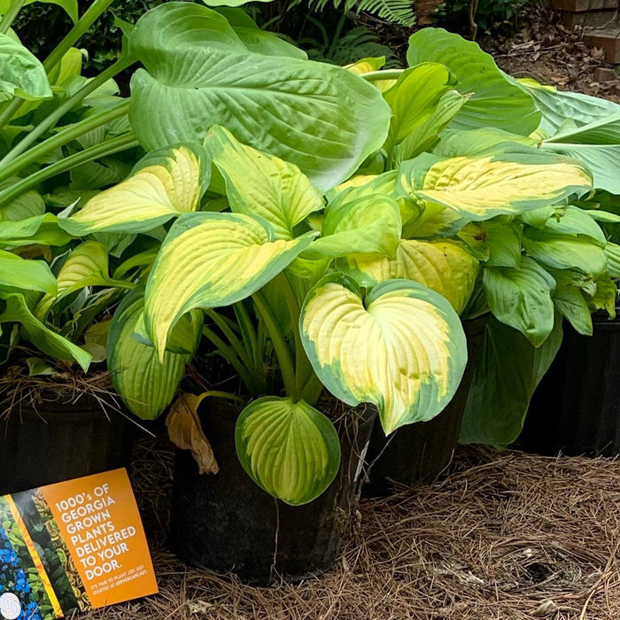 Hosta 'Stained Glass'  - Stained Glass Hosta
