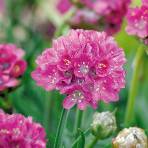 Thrift, Morning Star Deep Rose Sea Thrift