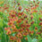 Baptisia, Decadence® Cherries Jubilee Baptisia