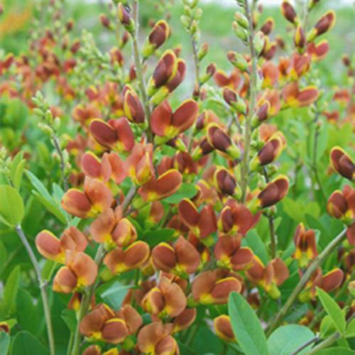 Baptisia, Decadence® Cherries Jubilee Baptisia