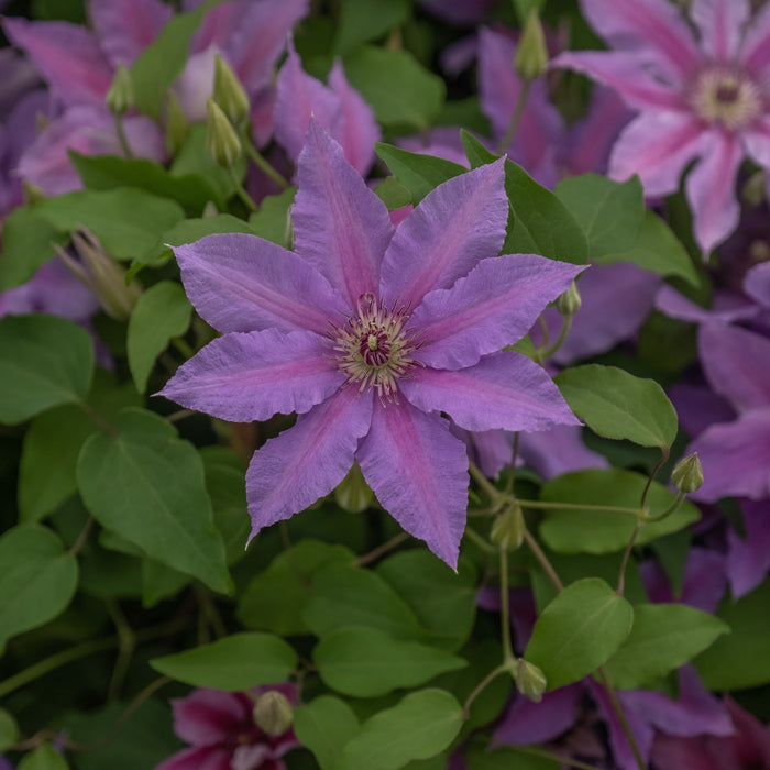 Clematis 'EviGsy151'  - Tumaini™ Clematis