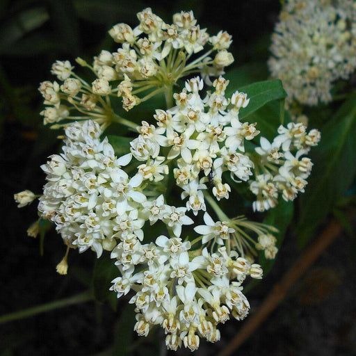 Asclepias incarnata 'Ice Ballet'  - Ice Ballet Swamp Milkweed